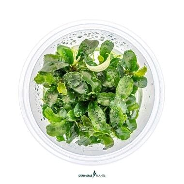 Dennerle Plants - Bucephalandra pygmaea Bukit Kelam PLANTIT! In Vitro Cup