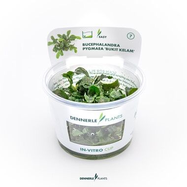 bucephalandra-pygmaea-bukit-