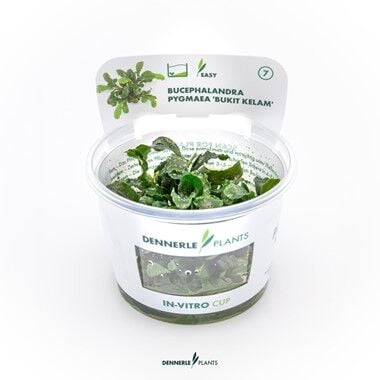 Dennerle Plants - Bucephalandra pygmaea Bukit Kelam PLANTIT! In Vitro Cup