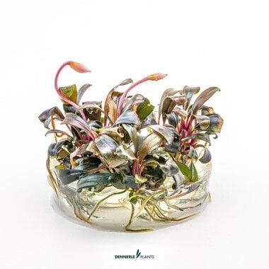 Dennerle Plants - Bucephalandra sp. Serimbu Brown PLANTIT! In Vitro Cup