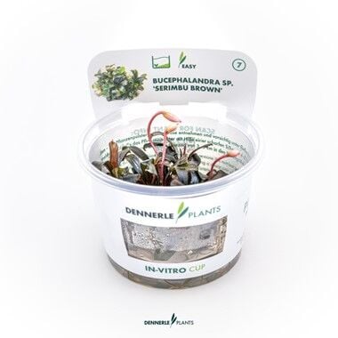 Dennerle Plants - Bucephalandra sp. Serimbu Brown PLANTIT! In Vitro Cup