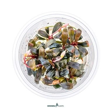 Dennerle Plants - Bucephalandra sp. Serimbu Brown PLANTIT! In Vitro Cup