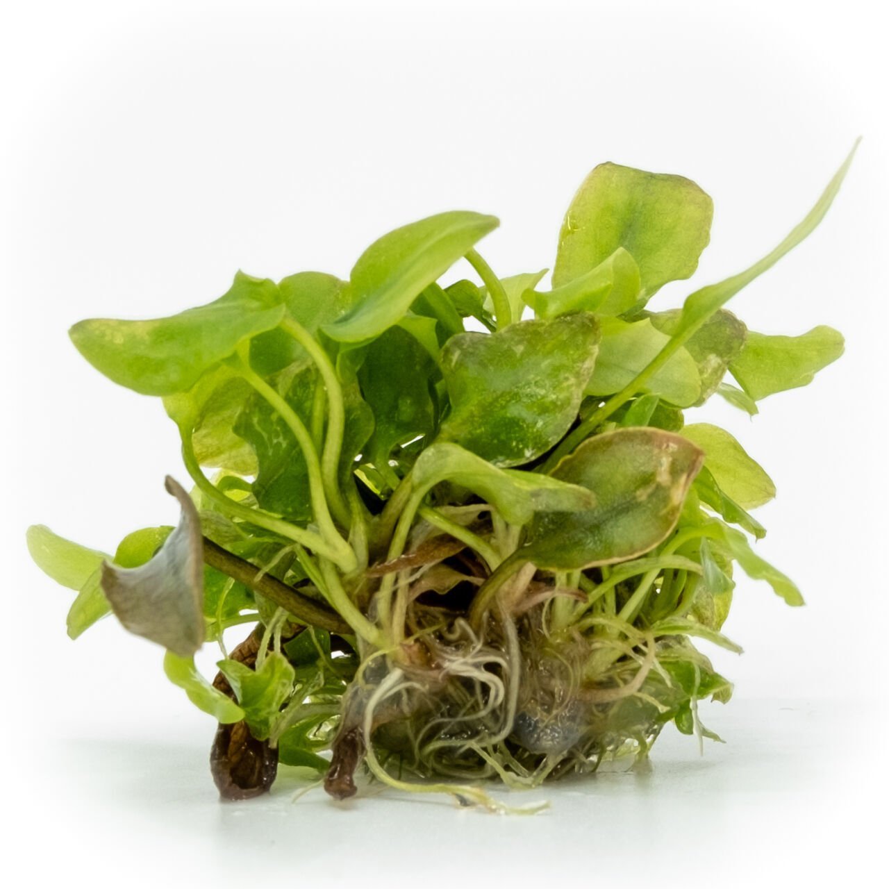 Lagenandra meeboldii red round EXVITRO