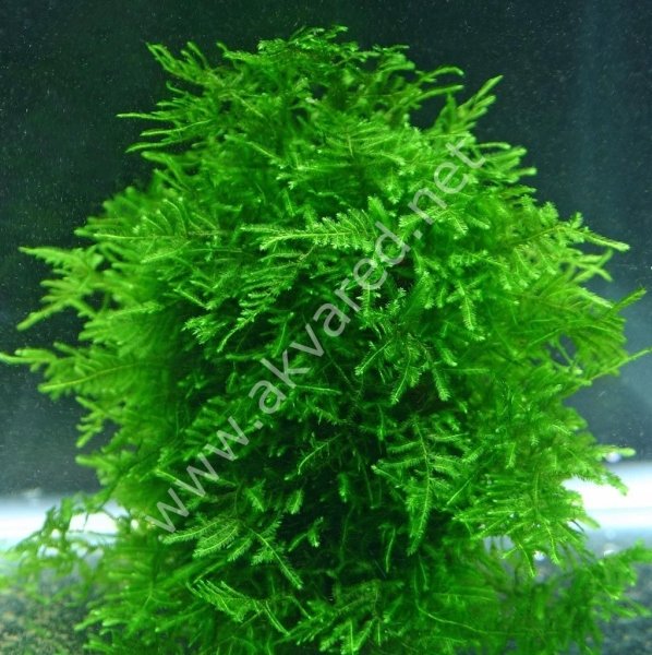 Taxiphyllum alternans - Taiwan Moss 5 gr. - ÖN SİPARİŞ