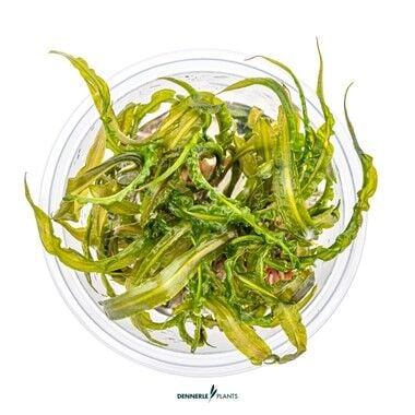 Dennerle Plants - Cryptocoryne crispatula PLANTIT! In Vitro Cup