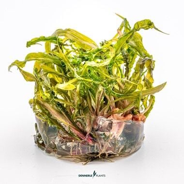 Dennerle Plants - Cryptocoryne crispatula PLANTIT! In Vitro Cup
