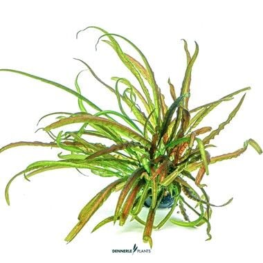 Dennerle Plants - Cryptocoryne crispatula PLANTIT! In Vitro Cup