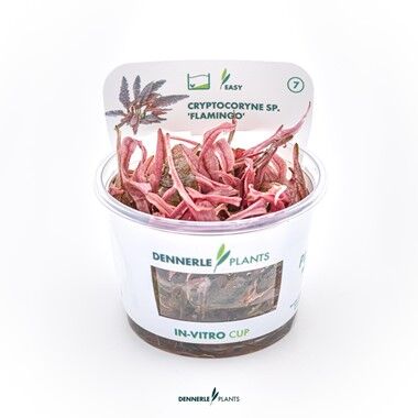 Dennerle Plants - Cryptocoryne sp. Flamingo PLANTIT! In Vitro Cup