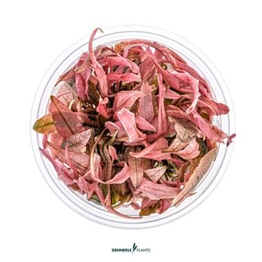 Dennerle Plants - Cryptocoryne sp. Flamingo PLANTIT! In Vitro Cup