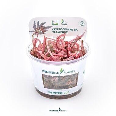 Dennerle Plants - Cryptocoryne sp. Flamingo PLANTIT! In Vitro Cup