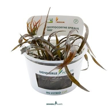 Dennerle Plants - Cryptocoryne spiralis Red PLANTIT! In Vitro Cup