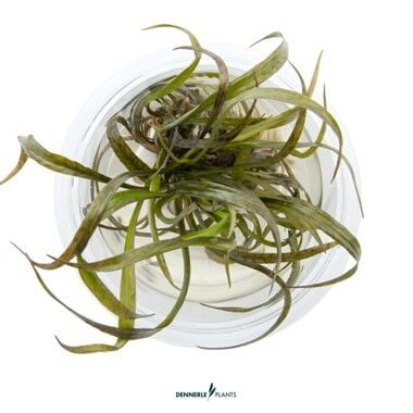 Dennerle Plants - Cryptocoryne spiralis Red PLANTIT! In Vitro Cup