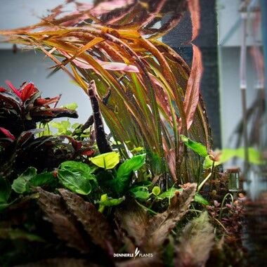 Dennerle Plants - Cryptocoryne spiralis Red PLANTIT! In Vitro Cup