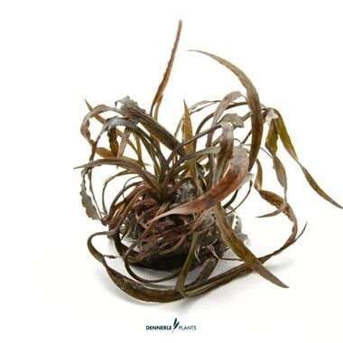 Dennerle Plants - Cryptocoryne spiralis Red PLANTIT! In Vitro Cup