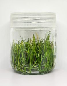 Lilaeopsis brasiliensis IN VITRO JAR (KAVANOZ)