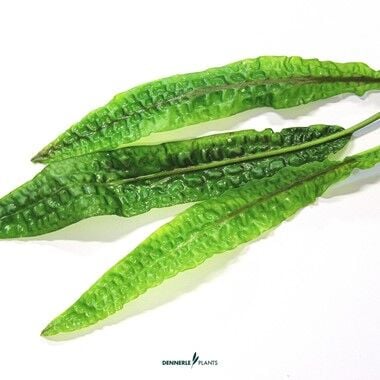 Dennerle Plants - Cryptocoryne usteriana PLANTIT! In Vitro Cup