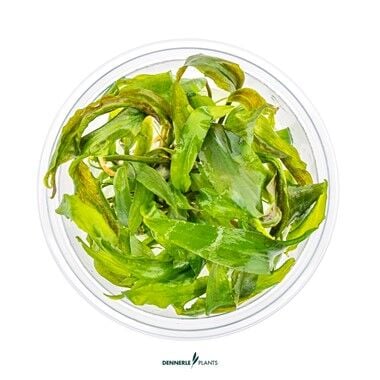 Dennerle Plants - Cryptocoryne usteriana PLANTIT! In Vitro Cup