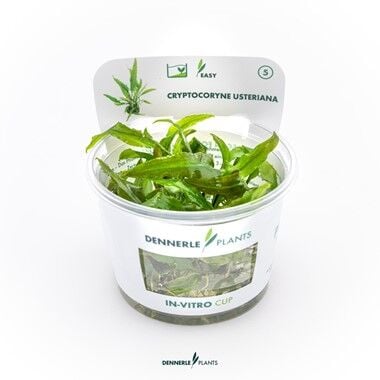 Dennerle Plants - Cryptocoryne usteriana PLANTIT! In Vitro Cup
