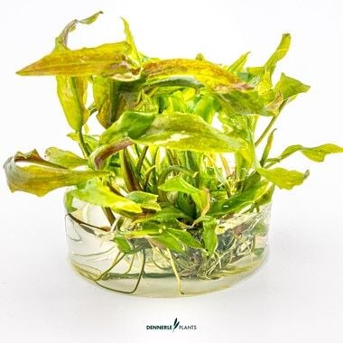 Dennerle Plants - Cryptocoryne usteriana PLANTIT! In Vitro Cup