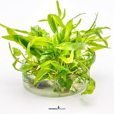 Dennerle Plants - Cryptocoryne wendtii Broad Leaf PLANTIT! In Vitro Cup