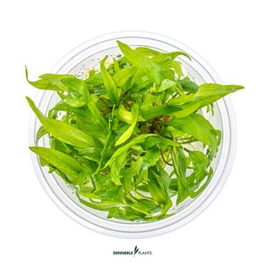 Dennerle Plants - Cryptocoryne wendtii Broad Leaf PLANTIT! In Vitro Cup