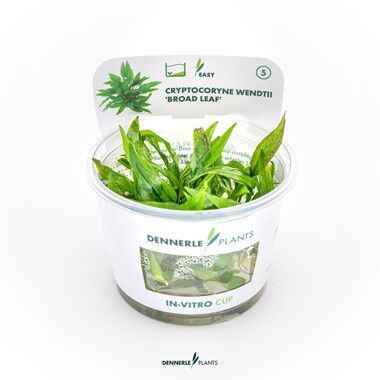Dennerle Plants - Cryptocoryne wendtii Broad Leaf PLANTIT! In Vitro Cup