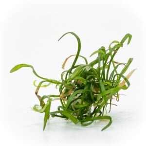 Lilaeopsis brasiliensis EXVITRO