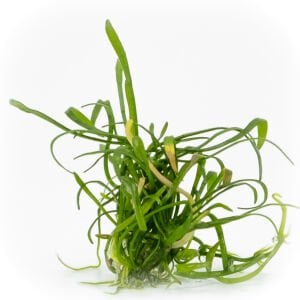 Lilaeopsis brasiliensis EXVITRO