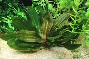 Echinodorus hadi red pearl ADET