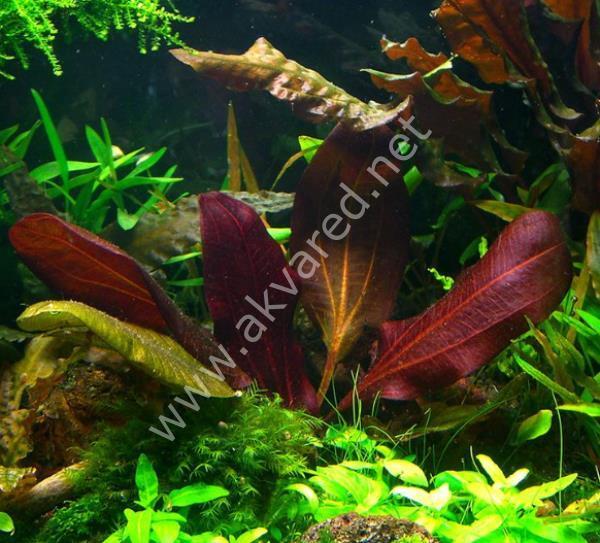 Echinodorus hadi red pearl ADET
