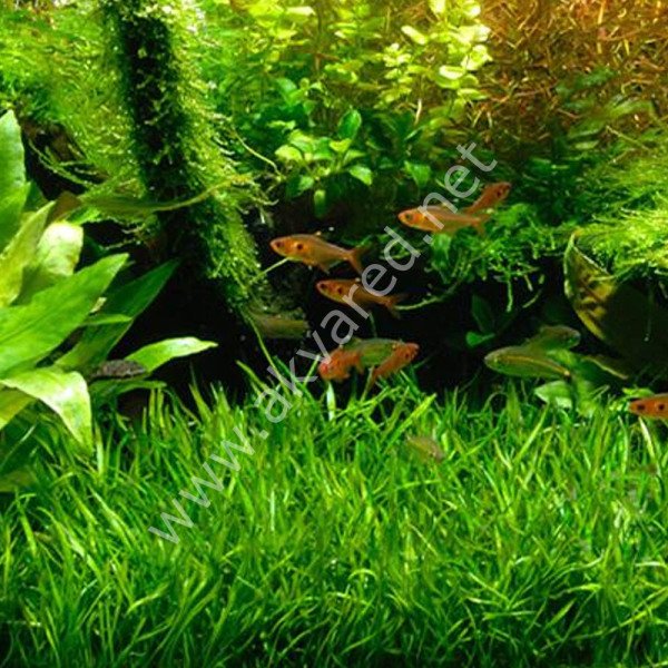 Lilaeopsis brasiliensis EXVITRO