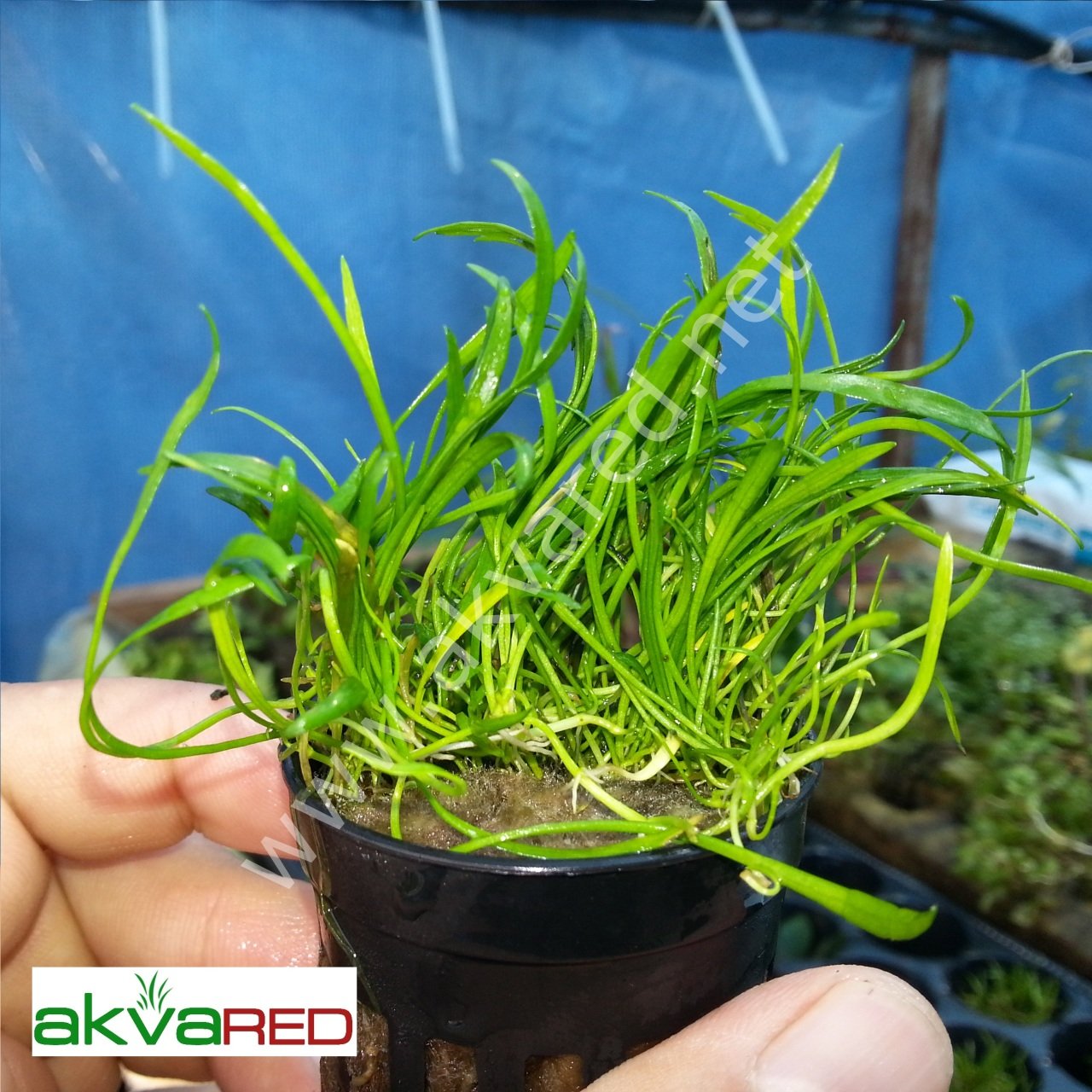 Lilaeopsis brasiliensis EXVITRO