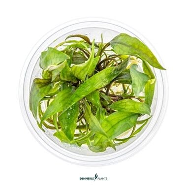 Dennerle Plants - Cryptocoryne x purpurea PLANTIT! In Vitro Cup
