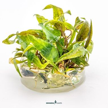 Dennerle Plants - Cryptocoryne x purpurea PLANTIT! In Vitro Cup