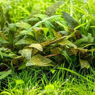 Dennerle Plants - Cryptocoryne x purpurea PLANTIT! In Vitro Cup
