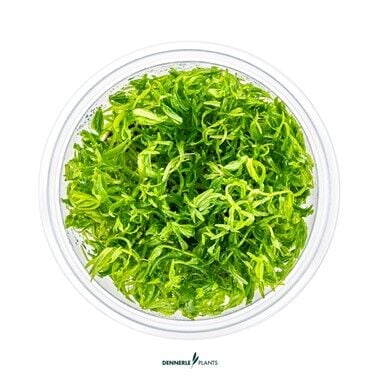 Dennerle Plants - Didiplis diandra PLANTIT! In Vitro Cup