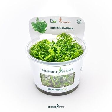 Dennerle Plants - Didiplis diandra PLANTIT! In Vitro Cup