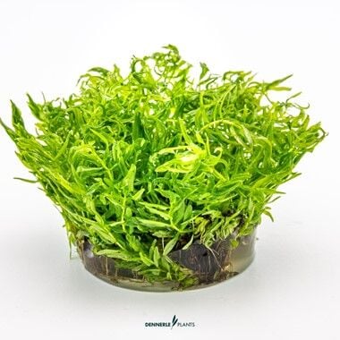 Dennerle Plants - Didiplis diandra PLANTIT! In Vitro Cup