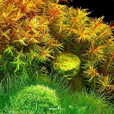 Dennerle Plants - Didiplis diandra PLANTIT! In Vitro Cup