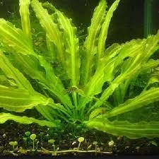 Echinodorus horemanii ADET - ÖN SİPARİŞ
