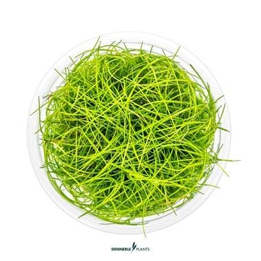 Dennerle Plants - Eleocharis pusilla PLANTIT! In Vitro Cup