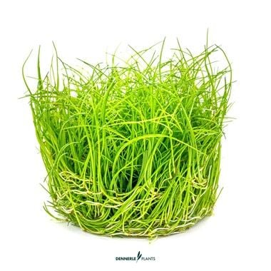Dennerle Plants - Eleocharis pusilla PLANTIT! In Vitro Cup