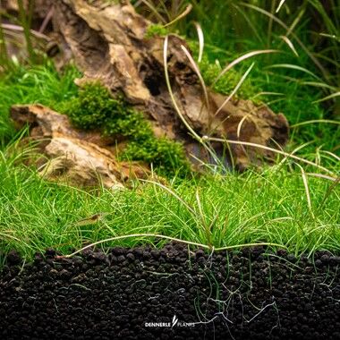 Dennerle Plants - Eleocharis pusilla PLANTIT! In Vitro Cup