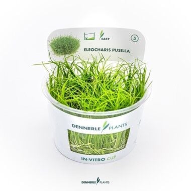 Dennerle Plants - Eleocharis pusilla PLANTIT! In Vitro Cup