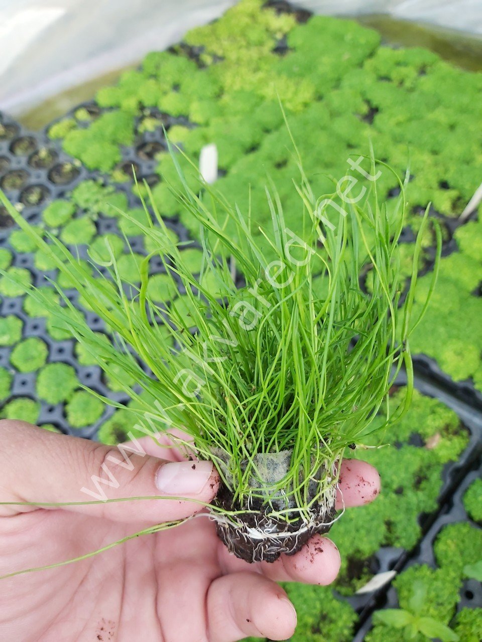 Lilaeopsis mauritiana BUKET