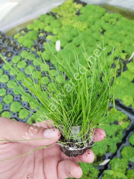 Lilaeopsis mauritiana BUKET 