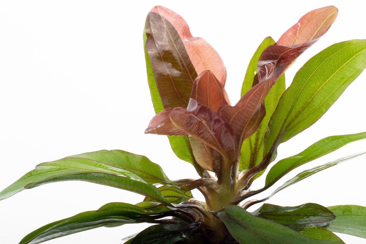 Echinodorus red rubin