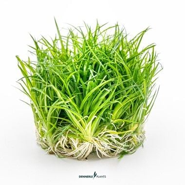 Dennerle Plants - Eriocaulon cinereum PLANTIT! In Vitro Cup