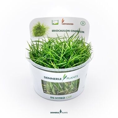 Dennerle Plants - Eriocaulon cinereum PLANTIT! In Vitro Cup