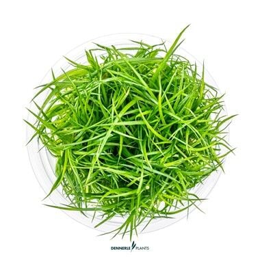 Dennerle Plants - Eriocaulon cinereum PLANTIT! In Vitro Cup